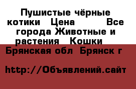 Пушистые чёрные котики › Цена ­ 100 - Все города Животные и растения » Кошки   . Брянская обл.,Брянск г.